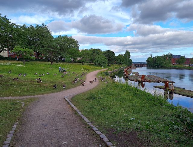 Gänsepopulation auf der Streuobstwiese im Juli 2021