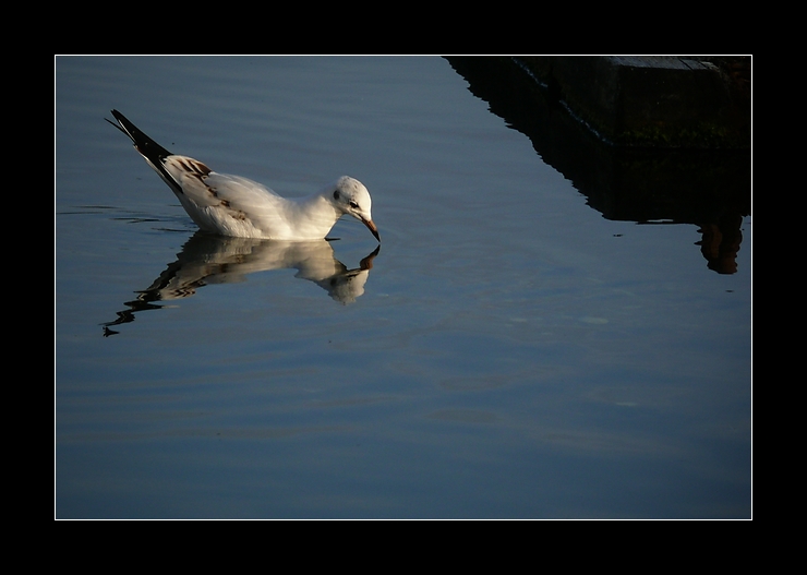 Seeschwalbe